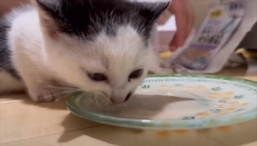 ウルリコファミリー、子猫の預かりさんになる