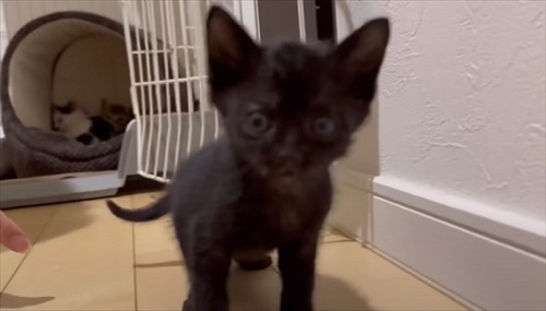 ウルリコファミリー、子猫の預かりさんになる
