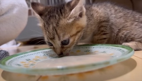 ウルリコファミリー、子猫の預かりさんになる