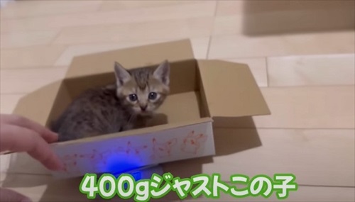 ウルリコファミリー、子猫の預かりさんになる