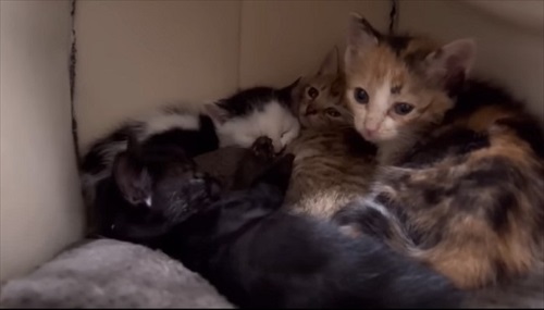 ウルリコファミリー、子猫の預かりさんになる