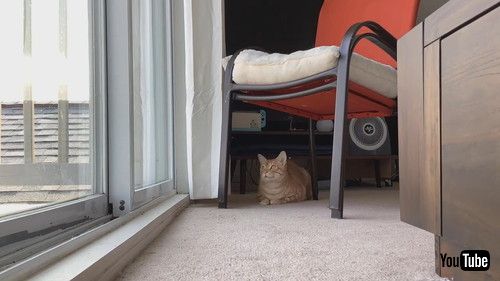 鳥を監視する猫