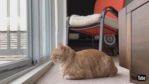 猫のタイムラプス