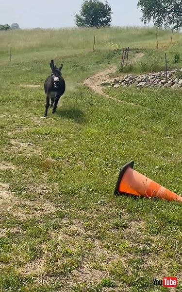 慌ててなにかを伝えるロバ