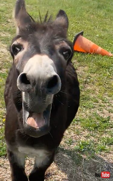 慌ててなにかを伝えるロバ