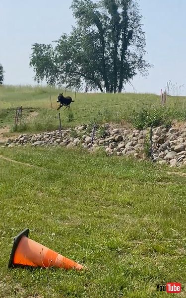 慌ててなにかを伝えるロバ