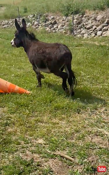 慌ててなにかを伝えるロバ