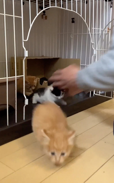 子猫の大運動会