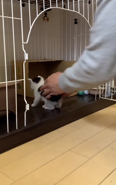 子猫の大運動会