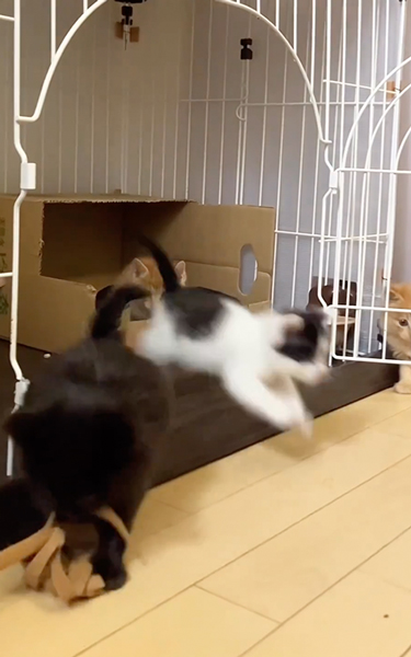 子猫の大運動会