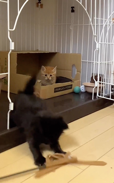 子猫の大運動会