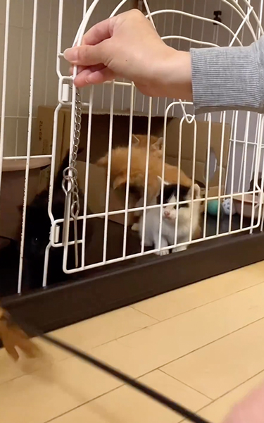 子猫の大運動会