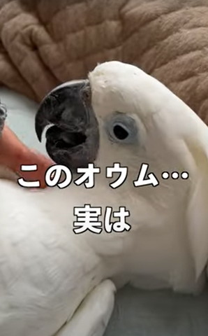 タイハクオウム