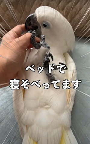 ベッドで寝そべっていますテロップ