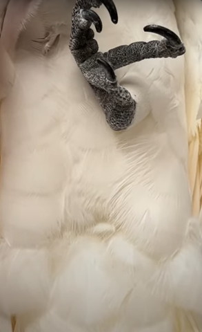 オウムのおなかアップ