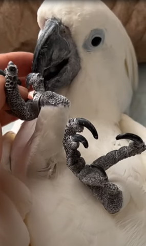 オウムの足アップ