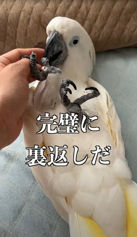 完璧に裏返しだテロップ