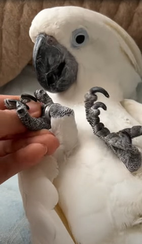 足をにぎる飼い主