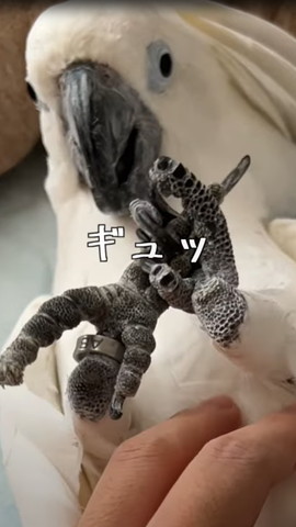 ギュッテロップ