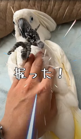 握ったテロップ