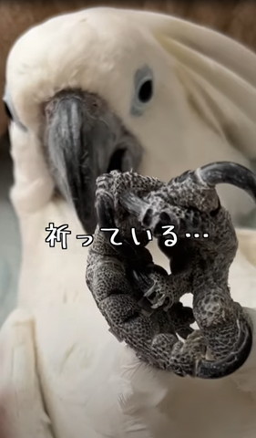 祈っているテロップ