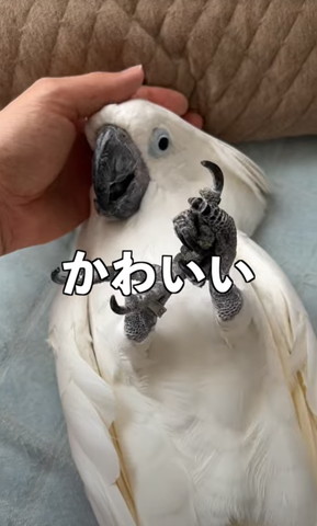 かわいいテロップ