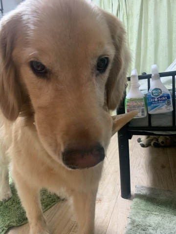 おもちゃくわえてるワンコ