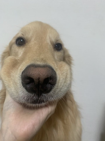 顔をむにむにされてるワンコ