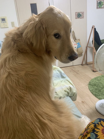 上目遣いで振り向くワンコ