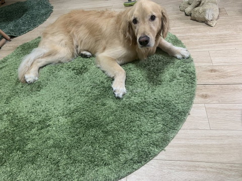 緑のカーペットとワンコ