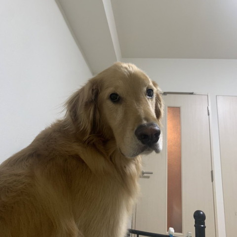 見下ろすワンコ