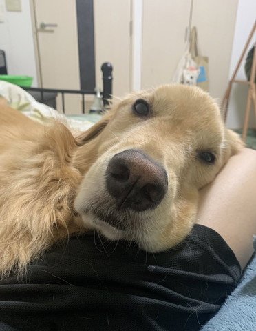 足の上に顔のせるワンコ