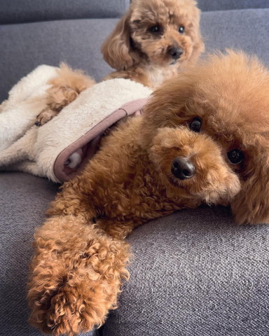 寝そべるワンコアップ後ろにもう1匹