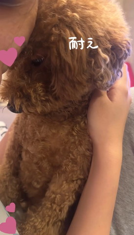 耐えテロップの画像