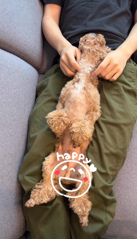 飼い主の足の上でごろんする犬