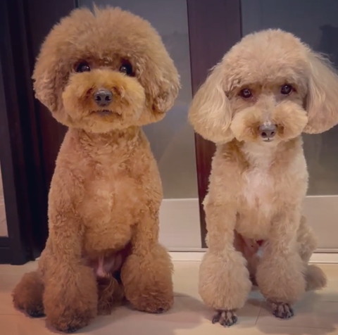 トイプーお座り2匹