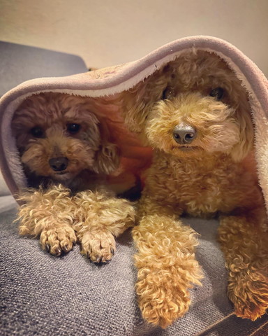 ふとんかけられたワンコ2匹