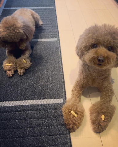 前足におやつおいてるワンコたち