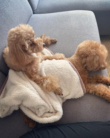 寝てるワンコに腕のせるワンコ