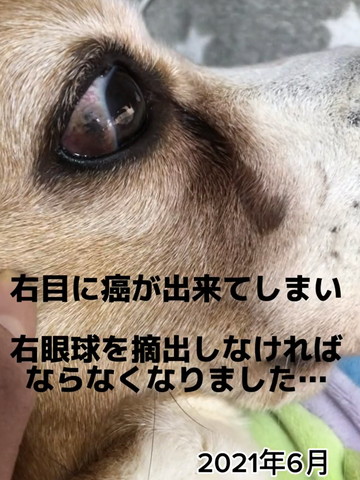 ワンコの目元アップ