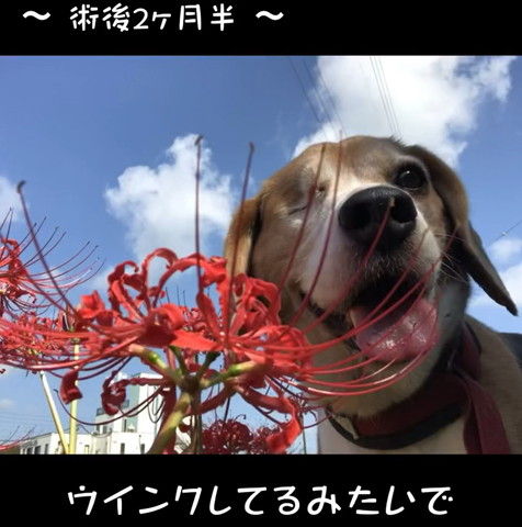 術後2カ月半テロップ