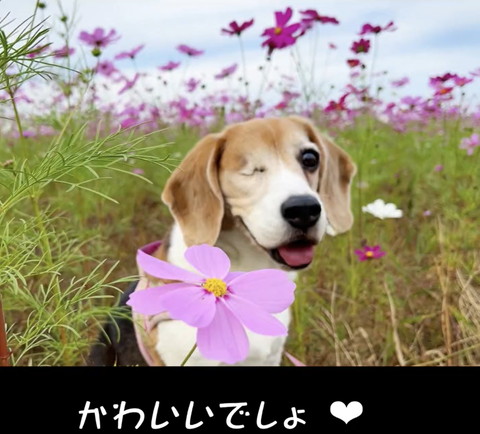 かわいいでしょテロップ