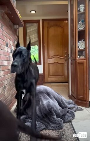 探す犬と隠れる飼い主 