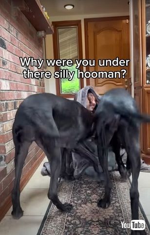 無邪気な犬たち 