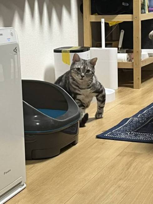 マッチョな猫