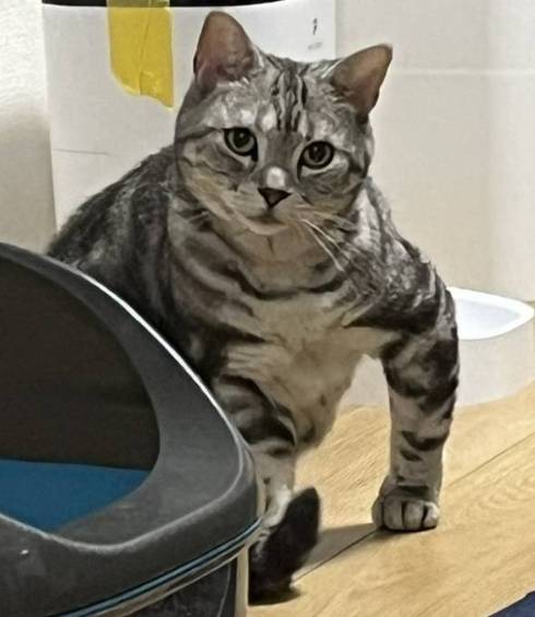 マッチョな猫