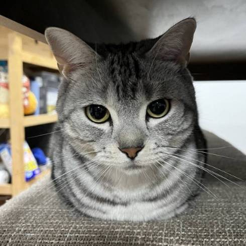 マッチョな猫