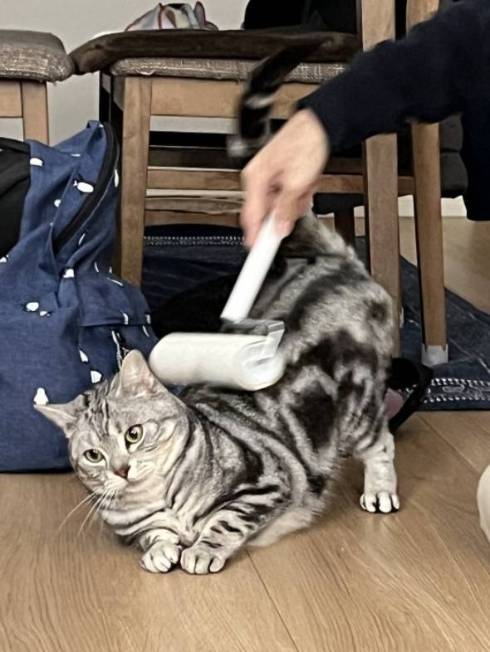 マッチョな猫