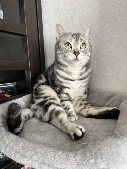 マッチョな猫
