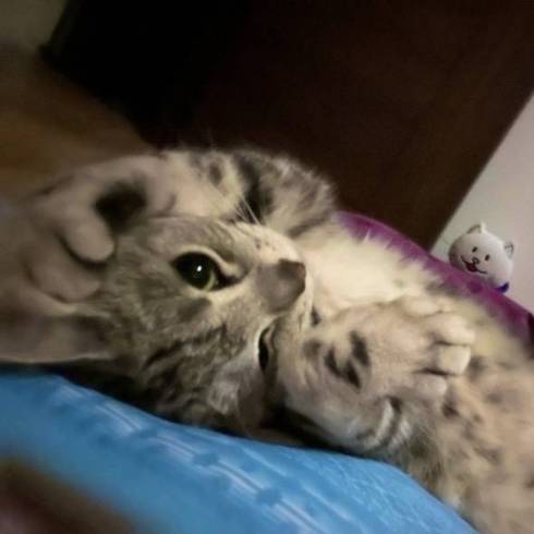 マッチョな猫